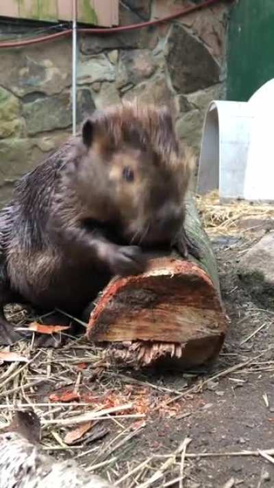 It&rsquo;s international beaver day! Beavers have very strong self-sharpening chisel like teeth. They are reinforced with iron! These teeth and plus a bite force of 188 psi help them chew down trees and consume the cambium layer of plant tissue