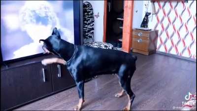 MOON walking doge