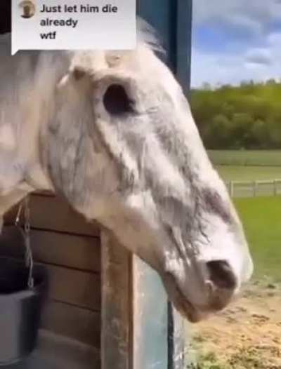 honse