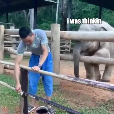 Buddies with Elephant!
