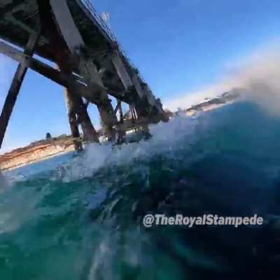 Man encounters a great white shark