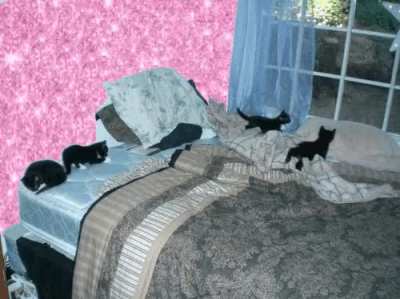 cats!