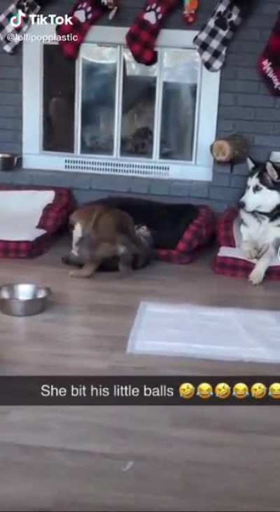 Got him good