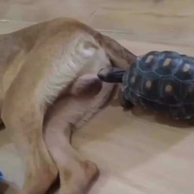 Have&hellip; to&hellip; chomp&hellip;
