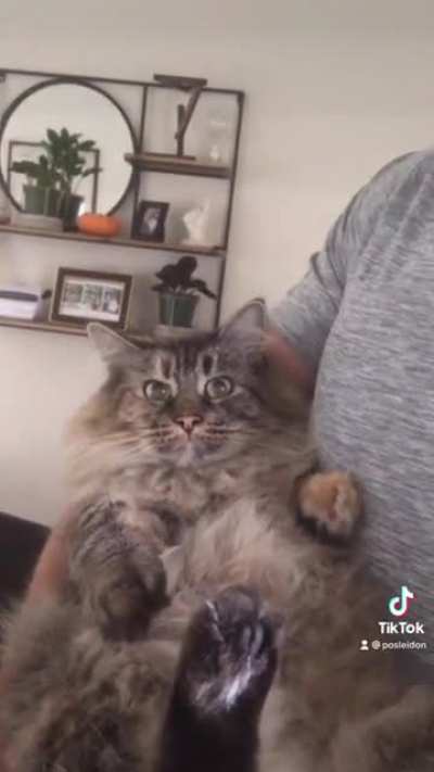 Looks like an Ewok 🥺