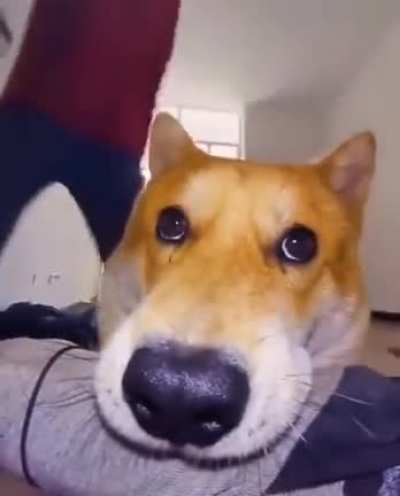 Doggo pro