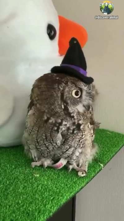 Getting ready for Halloween.