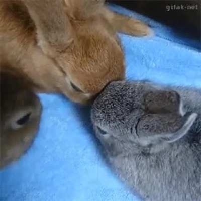 Player 3 has joined the game of boop