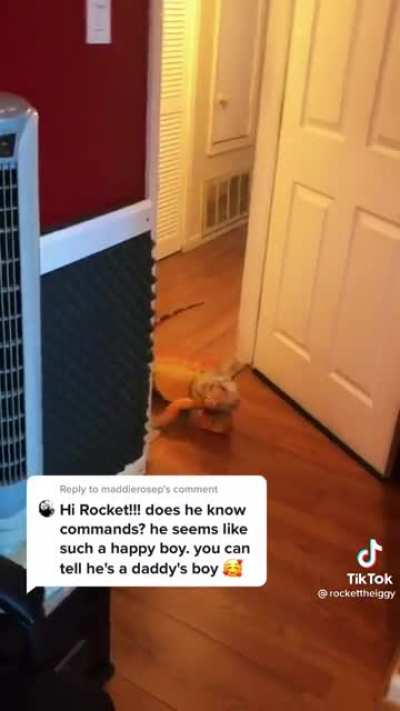 This man&rsquo;s dog