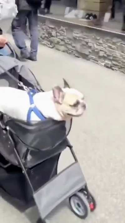 Just a Frenchie doing Frenchie things 