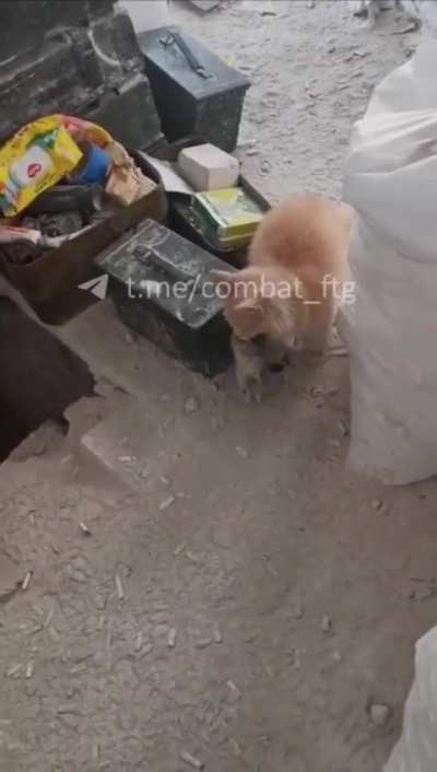 Friend of Ukrainian soldiers help defend their trench