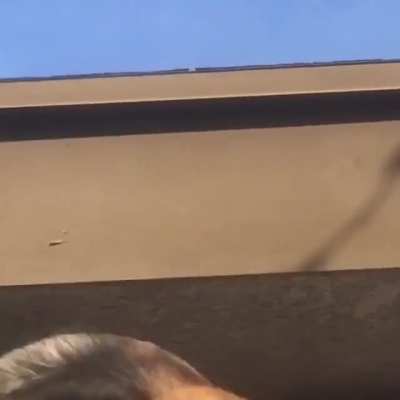 It&rsquo;s a roof kitty