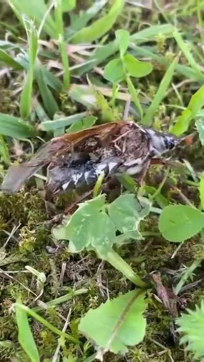 it doesn't seem to be bugging him