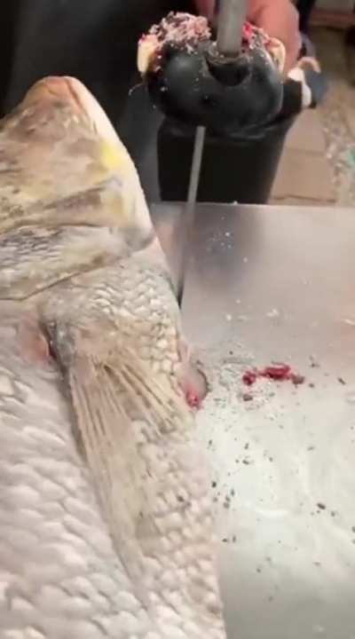 Fish posting 🐟