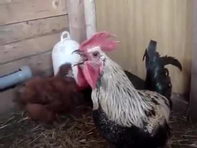 Rooster Metal