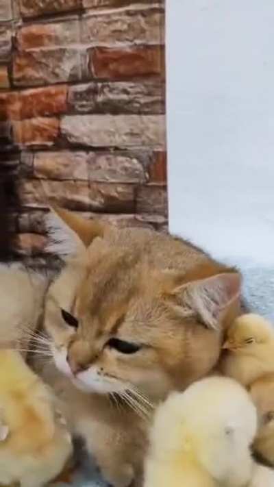 "How a Curious Cat Befriends a Feisty New Chicken: Watch the Adorable Playtime Unfold!"