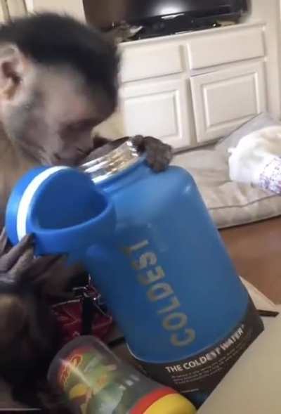 Macaquinho fazendo unboxing, o novo melhor estilo de v&iacute;deo