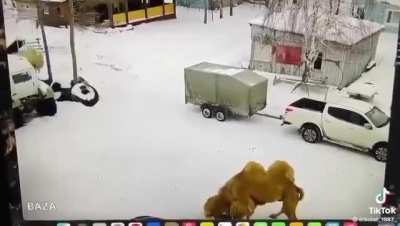 To abuse a camel