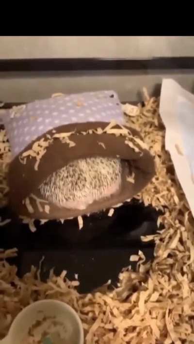 Hey! I Want To Sleep More