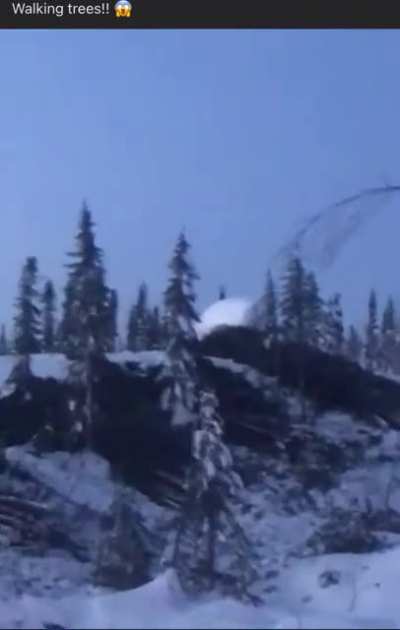 Giant Humanoids caught on camera lifting trees in Canadian wilderness.