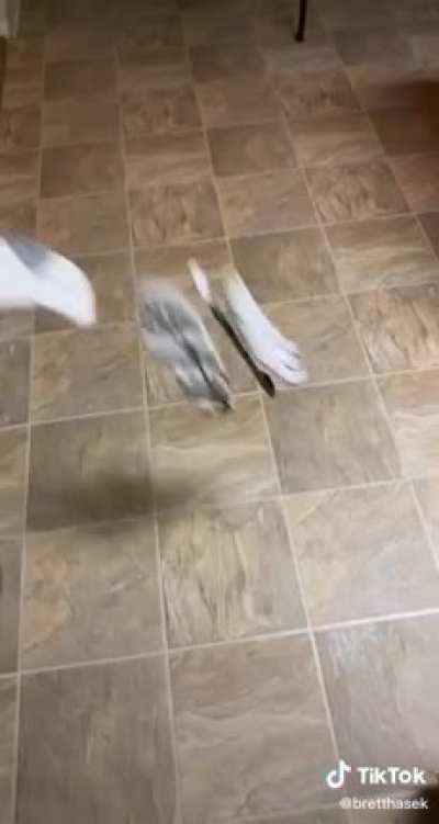 THE TIPS OF THE SOCKS ARE YELLOW SEND HELPS