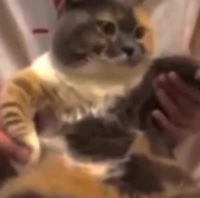 cat of the day 13