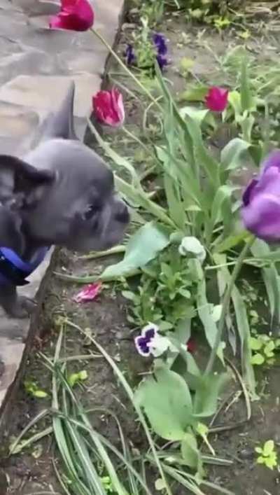 Flower boy