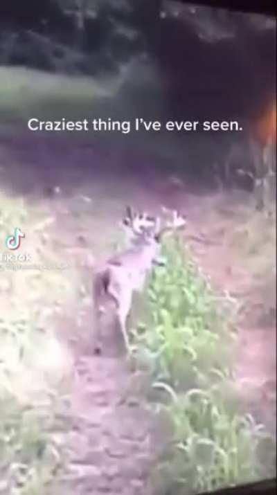 How could nature create such a dumb creature.. I can&rsquo;t make this up