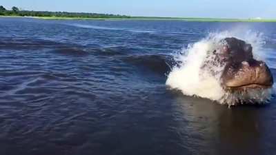 That moment when a hippo charges and all you can think of is Chief Brody from Jaws saying, "You're gonna need a bigger boat"