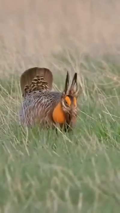 🔥 Attwater's Prairie Chicken