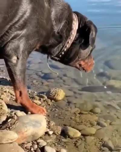 "...Teach a dog to fish, and he'll never go hungry."