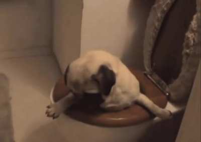 This Pug Took A Leap Of Faith.