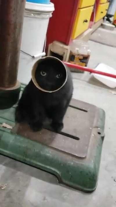 Cat got stuck
