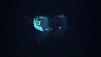 The world's largest sea sponge