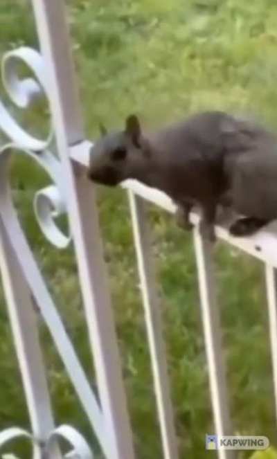 squirrel said "who! me!" "People think am evil"