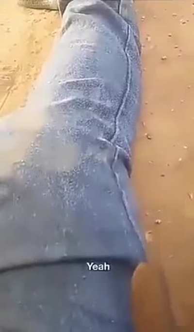 Aussie got a tiger snake up his pant leg...