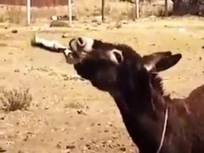 Por&ccedil;ay G FUEL İ i&ccedil;tikten sonra