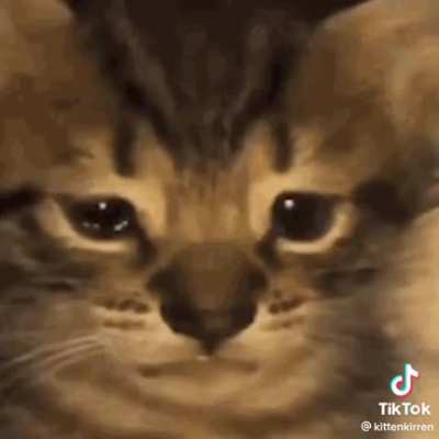 frnak 🐱