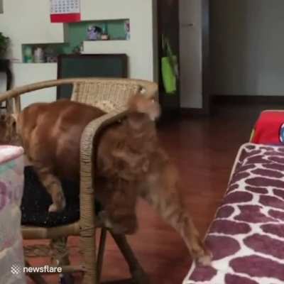 It&rsquo;s hard to jump on the chair (x-post r/Therewasanattempt)
