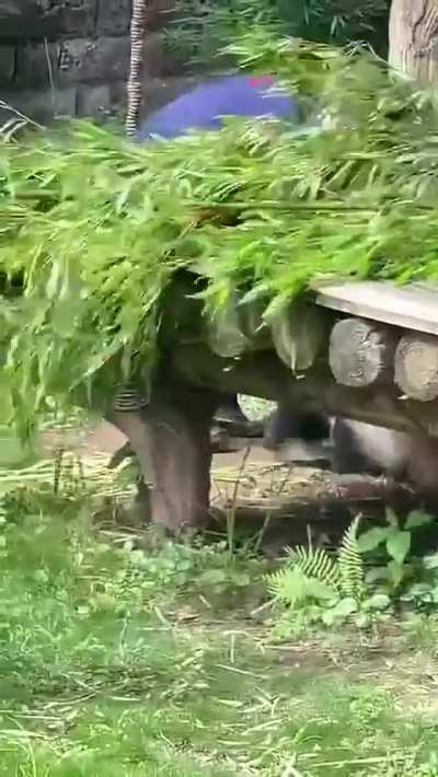 Panda chases caretaker. 🐼