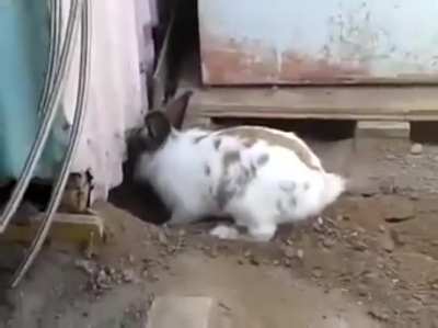 This rabbit saving a cat who couldn&rsquo;t find its way out