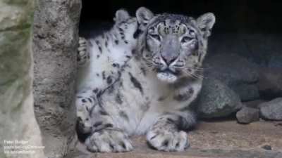 Snow leopard cub is testing patience of its mum