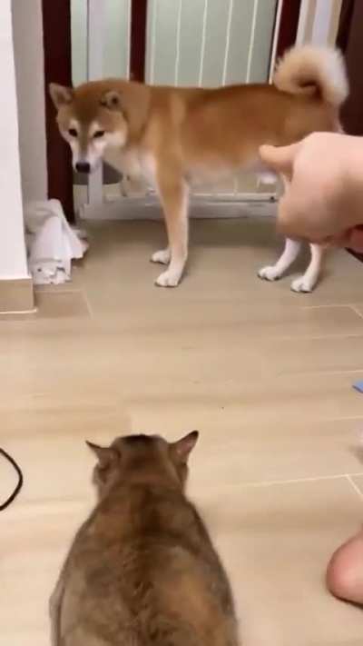 Attack wunk