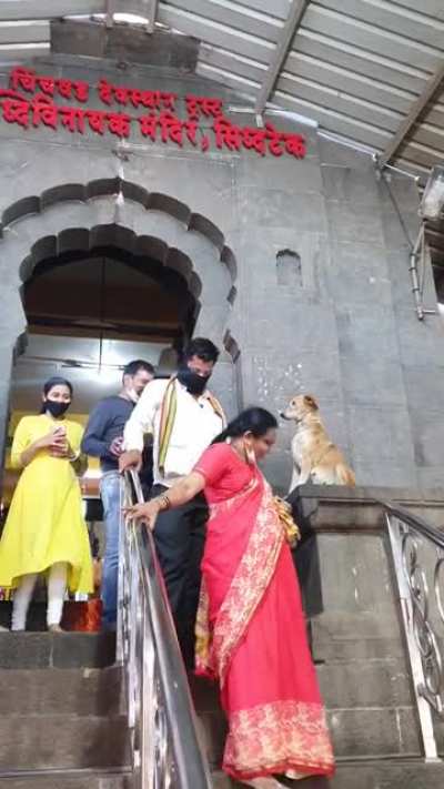 Doggo In Maharashtra(India) Temple Shakes Hands, &lsquo;Blesses&rsquo; Devotees On Their Way Out