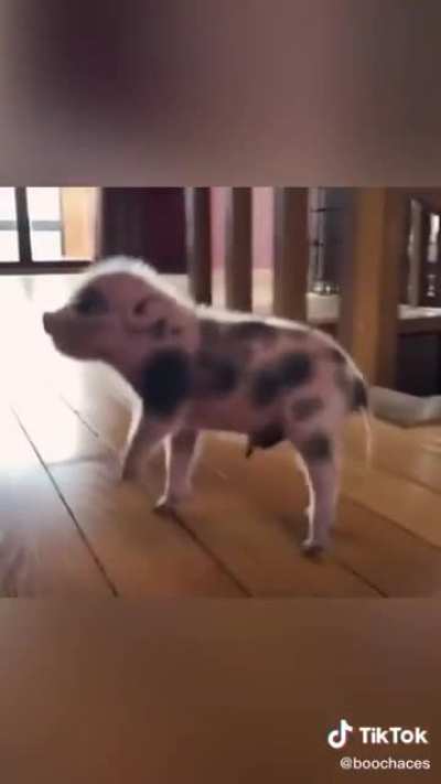 This little piggie found a home
