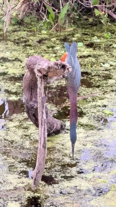 🔥 The way this green heron can stretch out