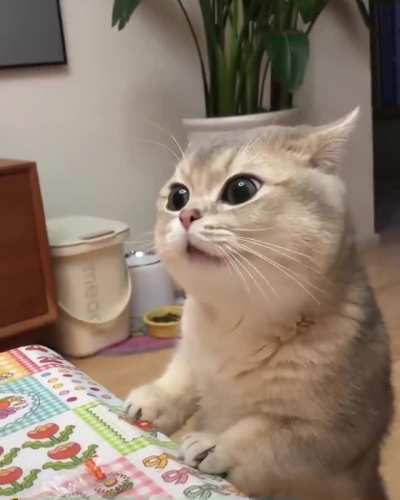 my cat think it&rsquo;s human