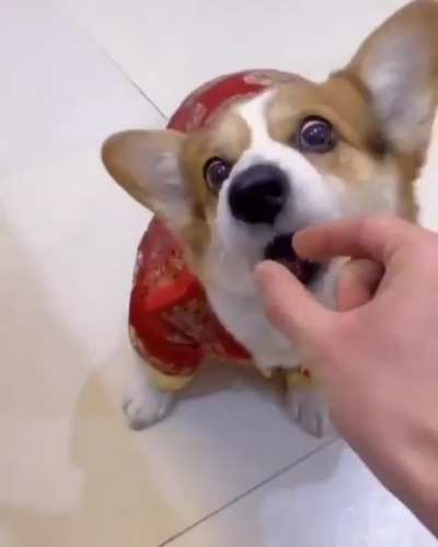 Pupper catching onto the non-existent treat trick