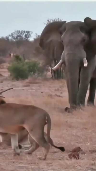 🔥 The true king of the jungle