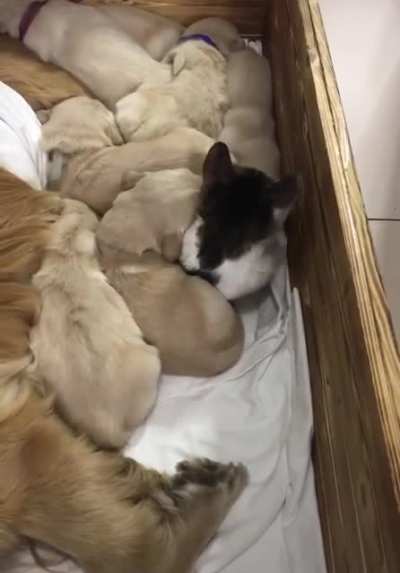Awake in the puppy pit